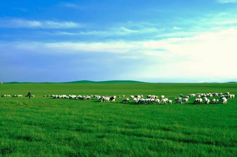 碧草茵茵,牛羊成群,远处看,像是碧绿的草原上长了斑斑点点.
