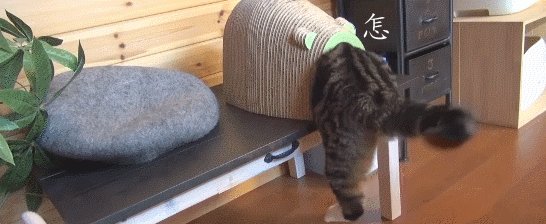 坐在maru身上的 hana酱 果然猫猫的世界,不是你想懂就能懂的呢!