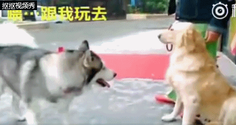 (图片素材整理自网络,如有侵权请联系删除) 动图感受一下 无业游民狗