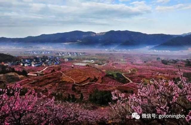 比“三生三世”十里桃林还要美的花海就在宁波,周末约起!