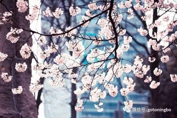 比“三生三世”十里桃林还要美的花海就在宁波,周末约起!