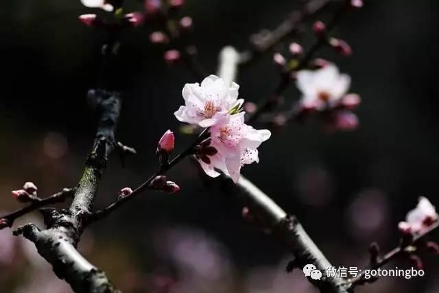 比“三生三世”十里桃林还要美的花海就在宁波,周末约起!