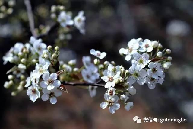 比“三生三世”十里桃林还要美的花海就在宁波,周末约起!