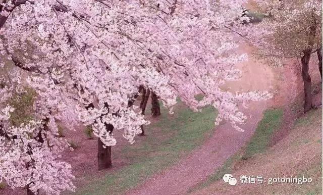 比“三生三世”十里桃林还要美的花海就在宁波,周末约起!