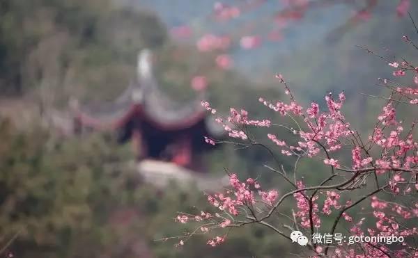 比“三生三世”十里桃林还要美的花海就在宁波,周末约起!
