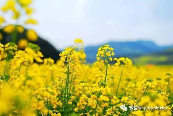 比“三生三世”十里桃林还要美的花海就在宁波,周末约起!