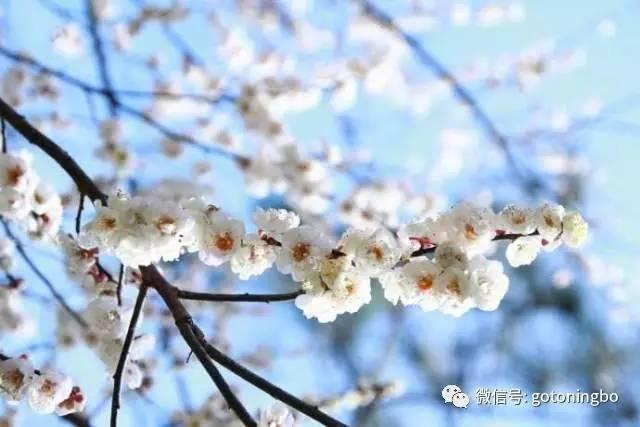比“三生三世”十里桃林还要美的花海就在宁波,周末约起!