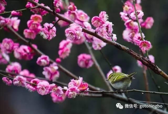 比“三生三世”十里桃林还要美的花海就在宁波,周末约起!