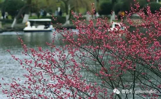 比“三生三世”十里桃林还要美的花海就在宁波,周末约起!