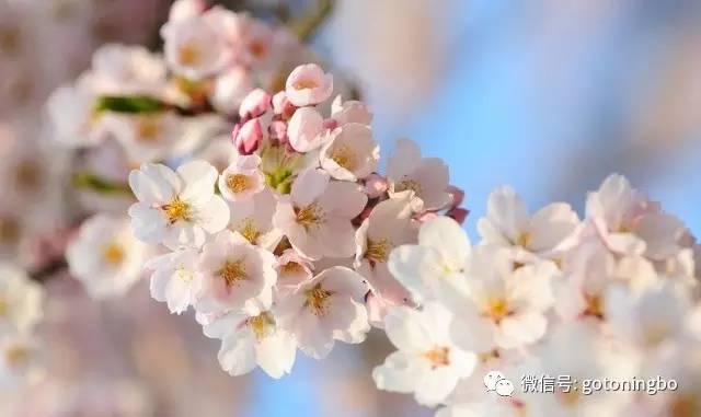 比“三生三世”十里桃林还要美的花海就在宁波,周末约起!