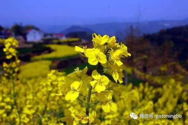 比“三生三世”十里桃林还要美的花海就在宁波,周末约起!