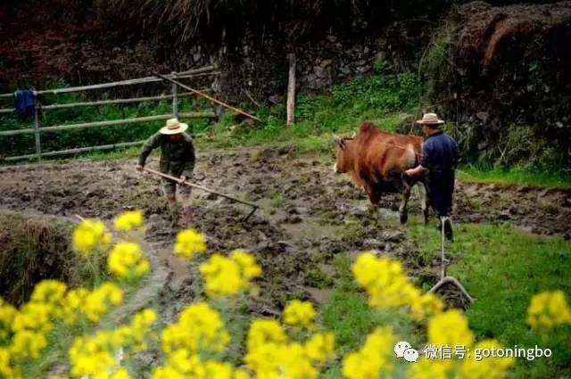 比“三生三世”十里桃林还要美的花海就在宁波,周末约起!