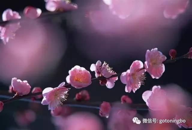 比“三生三世”十里桃林还要美的花海就在宁波,周末约起!