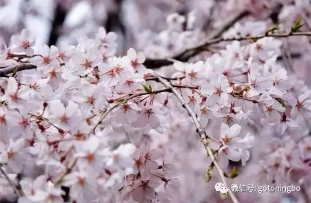 比“三生三世”十里桃林还要美的花海就在宁波,周末约起!