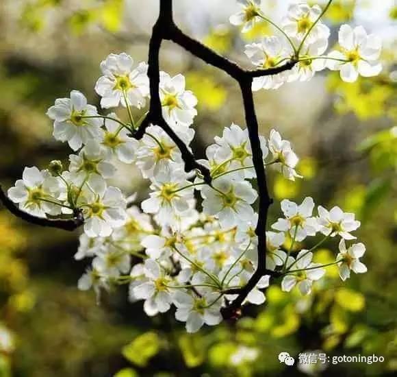 比“三生三世”十里桃林还要美的花海就在宁波,周末约起!