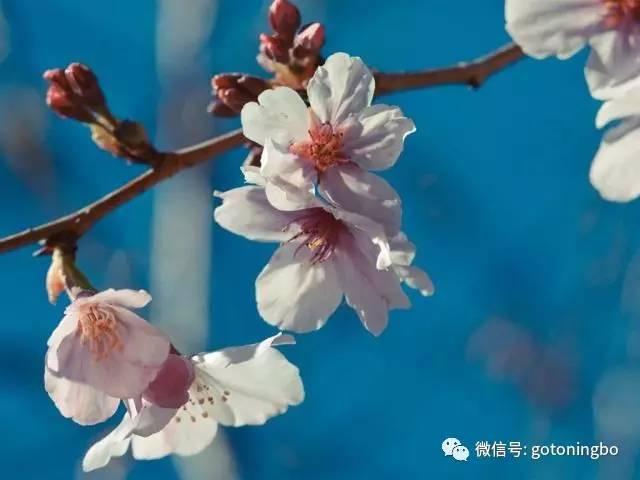 比“三生三世”十里桃林还要美的花海就在宁波,周末约起!