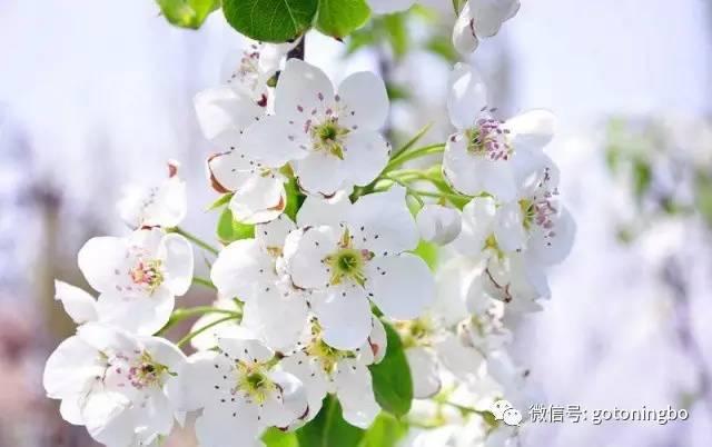 比“三生三世”十里桃林还要美的花海就在宁波,周末约起!