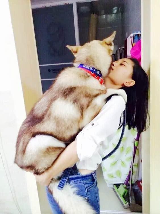 辣眼睛!哈士奇不拆家也不吵闹,竟整天吵着要女