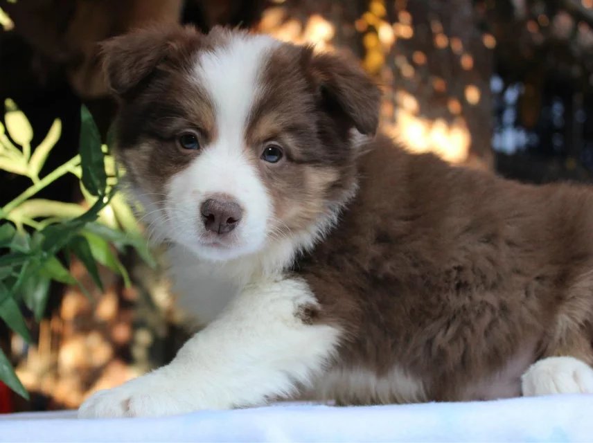 【宁波边牧园】边境牧羊犬:黑白色,金色,巧克力色,三色[复制]