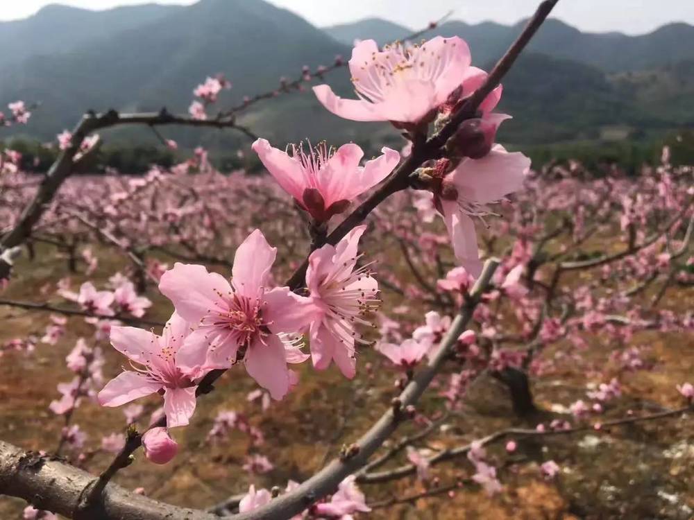 奉化新建村,粉红色的桃花和金黄的油菜花齐辉映.