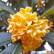 又到桂花飘香时