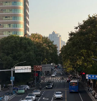 镇明路栾树太高大了