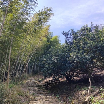 三七市大岭古道
