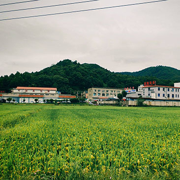 东吴镇田园风光