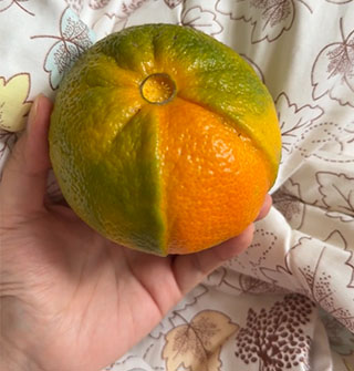 橘子裂开又长出新皮？这愈合能力也太强了