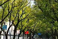 宁波长春路依然绿意盎然