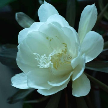 昙花一现
