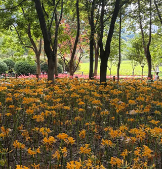 鄞州公园迎来最佳观赏期