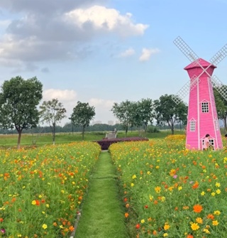 宁波滨江水韵公园的硫华菊美成油画了