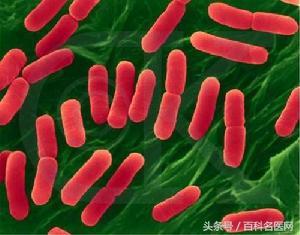 这6种细菌是导致你胃肠炎的罪魁祸首!它们都藏
