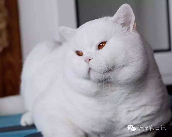 发现一枚稀有白色胖猪猫!闭上眼睛就是棉花糖啊