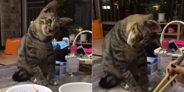 真的好想吃...乖巧虎斑猫看主人吃饭,等到都快落枕了。。