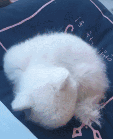 又像小猫又像兔子!揉揉博美宝贝们的小脑袋,什么坏心情都能给治愈啦!