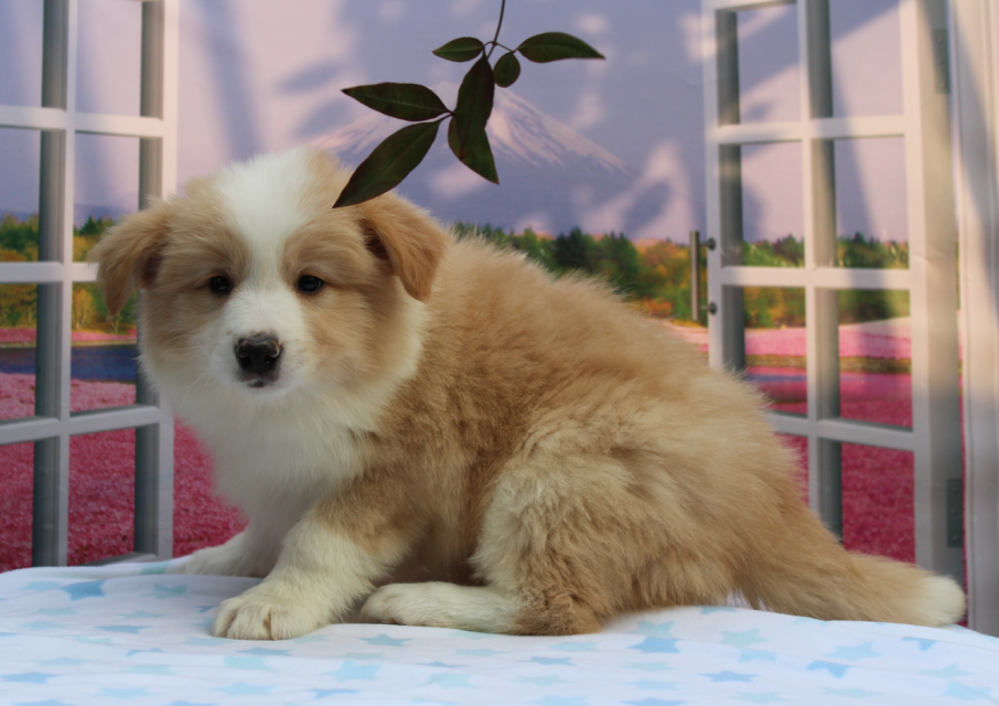 【宁波边牧园】边境牧羊犬:黑白色,金色,巧克力色,三色