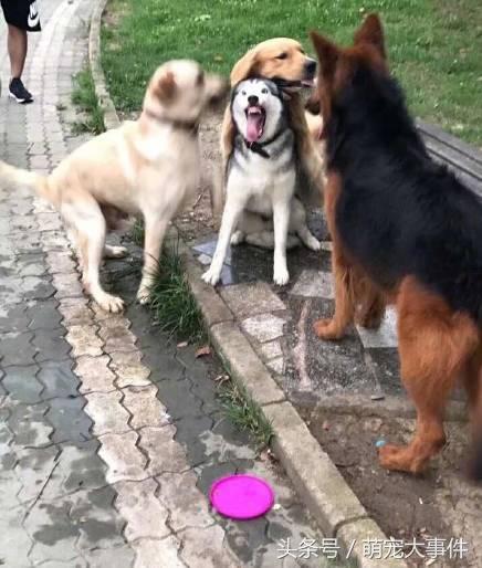 哈士奇被两只金毛和一只德牧围攻,吓得舌头都要掉了