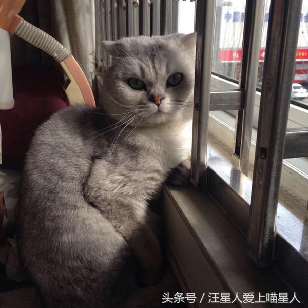 家里两只猫爱找理由吃醋,常常无视主人,把主人整的欲哭无泪