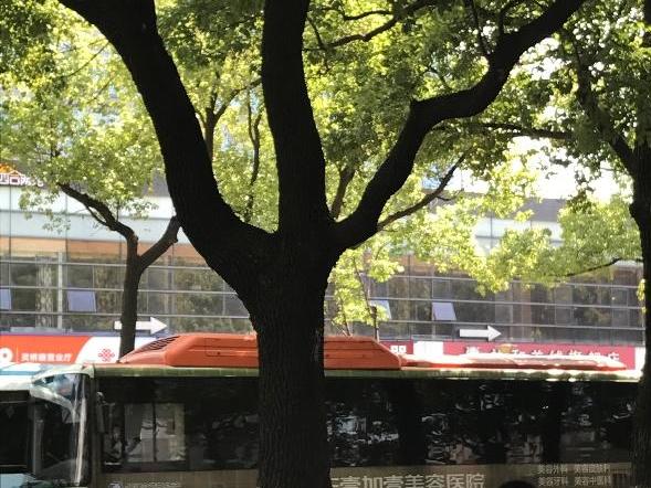 老香樟树为地铁建设“让路” 长春路绿荫暂别市民