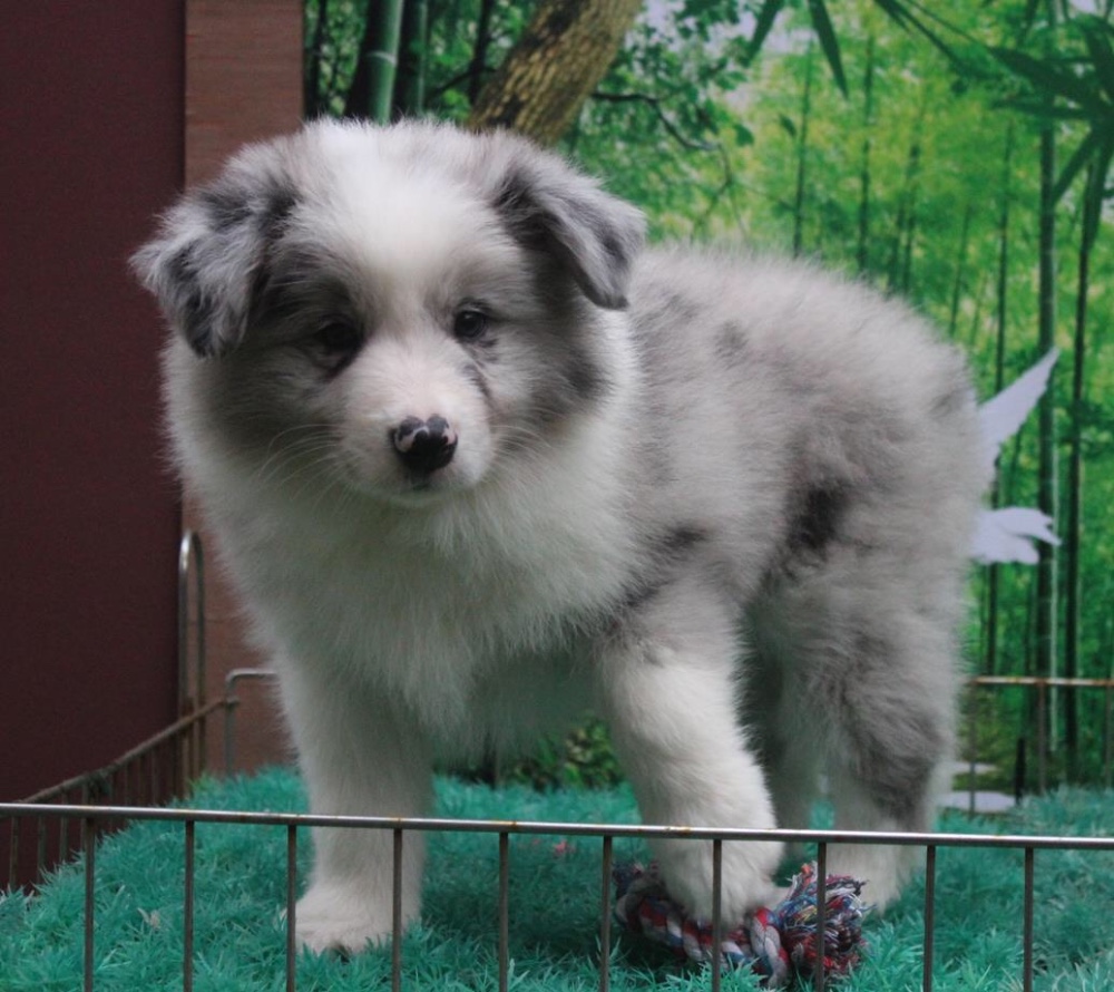 【血统边牧】红蓝陨石,金边,咖啡边境,敢保一年健康