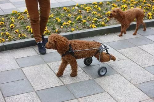 宁波一年内养狗投诉近千起!女子被邻居家的狗咬伤, 对方竟称是“流浪狗”……