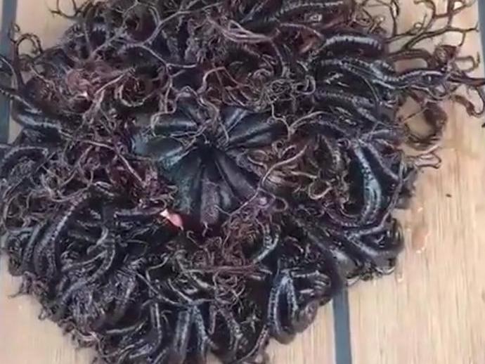 发一个海洋生物让大家猜!看一眼,就惊恐万分!