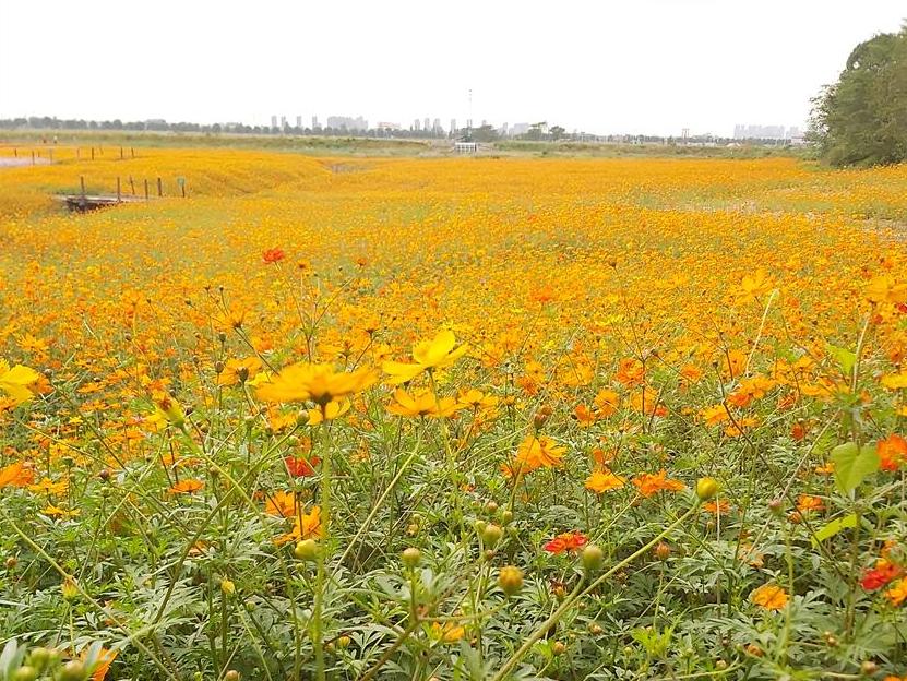 东钱湖新种植了花海,暂时不对外开放!