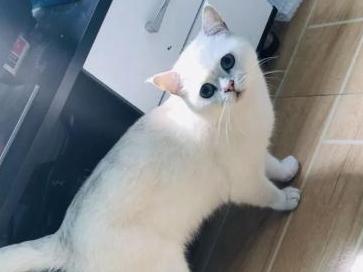宁波姑娘花900元买了只猫做配种 收到后竟发现…