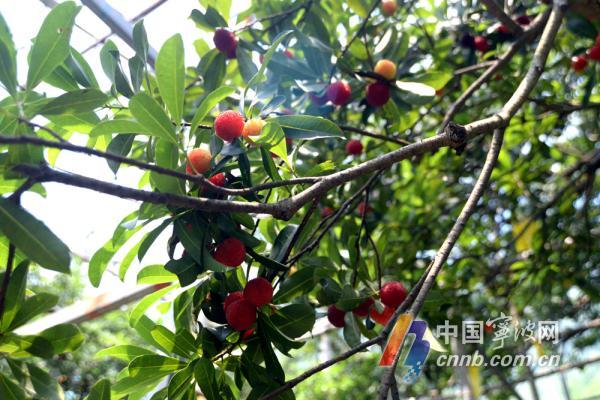 杨梅节交通大流量来袭 往慈溪、余姚怎么走不堵车?