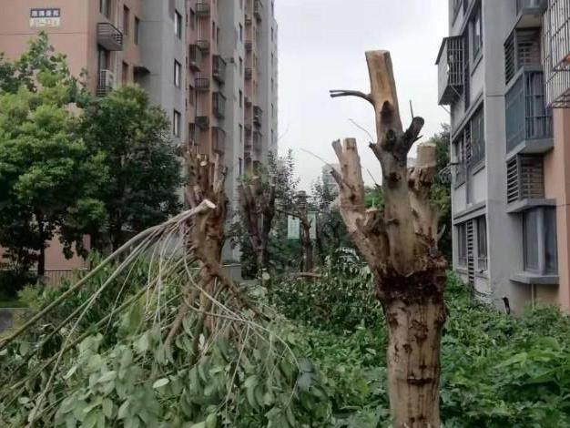 这是给树木修剪呢?还是净身?