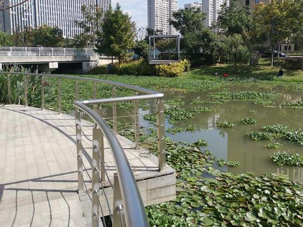 东部新城有一段河,最近很多水葫芦。会传播吗?