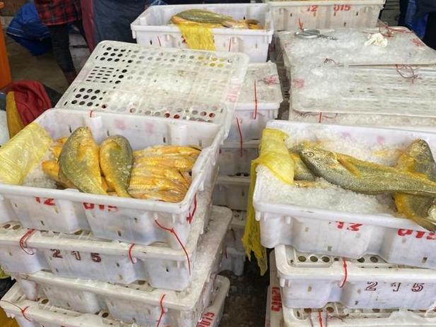 捕到几十箱野生大黄鱼,100万现金啊